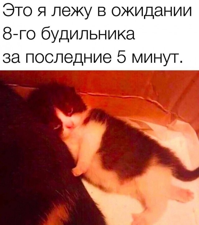 Веселые картинки к понедельнику (23.09)