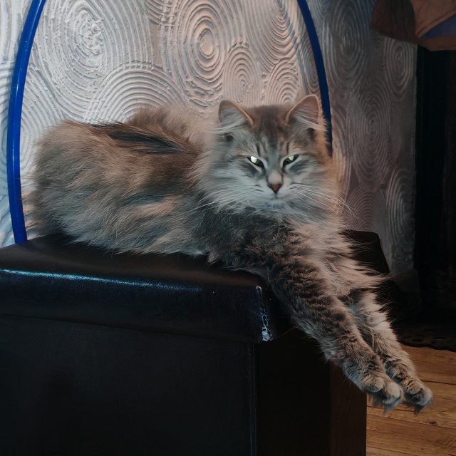 Котовторник!