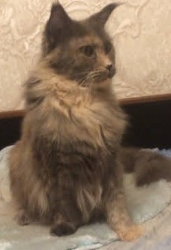 А я не смог без котика.