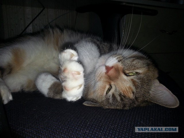 Котовторник 25.06.2013