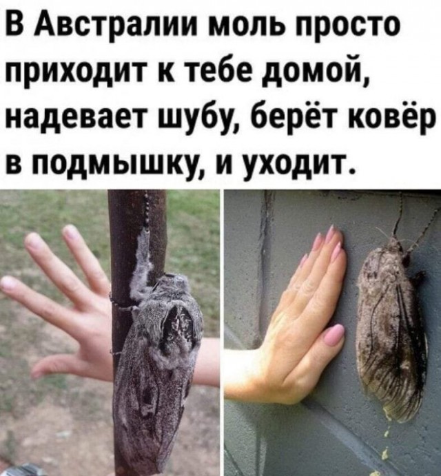 Веселые картинки в пятницу (15.08)