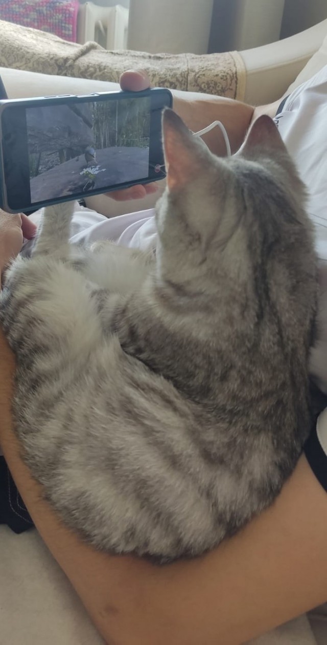 В котовторник после ночного тыгдыка.