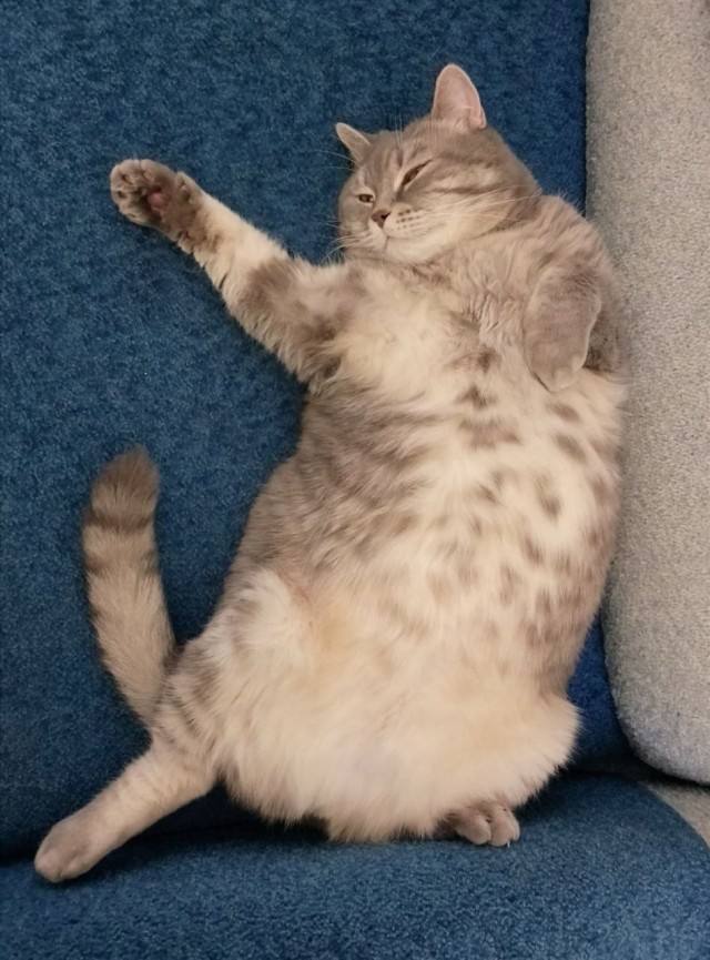 Котик в эпичной позе⁠⁠