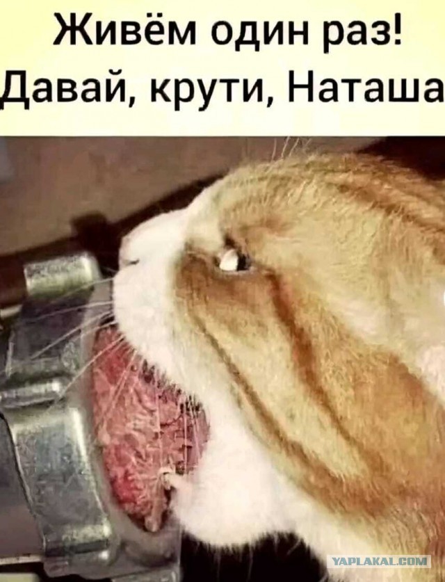 Котоконтроль качества