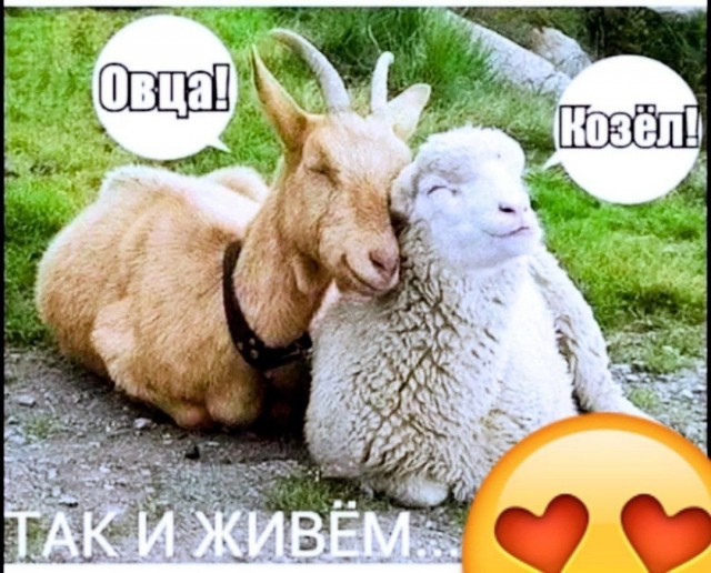 Забавные и не очень скромные картинки - 18