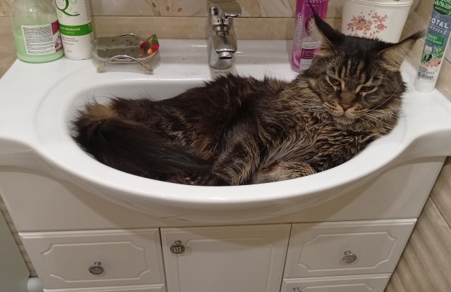 Котовторник