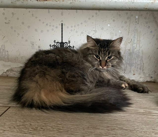 В "Тигре" коту сделают операцию.