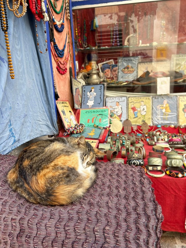 Уличные кошки Марокко