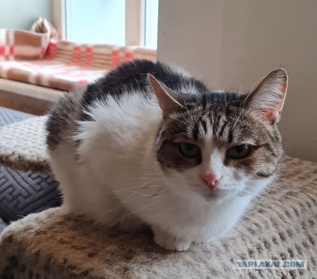 Котиков Вам в ленту