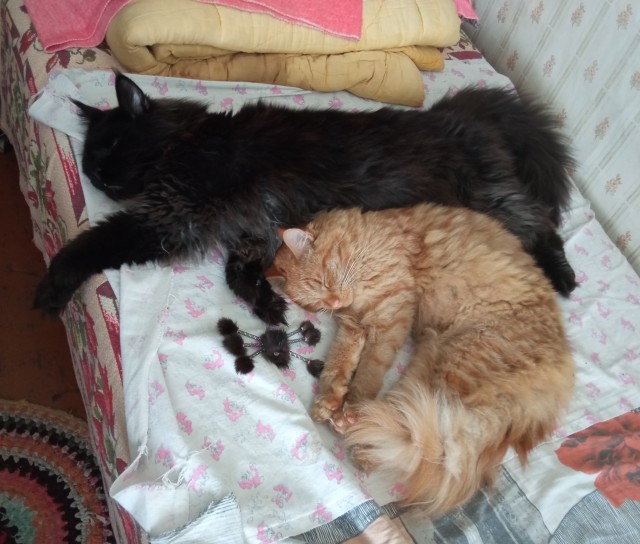 Вместе в сломанной корзине (котовторник)