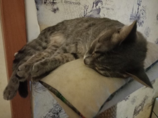 Мои котаны