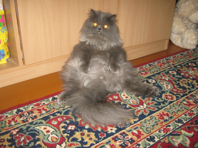 Котейка, который не знает как лежат котейки