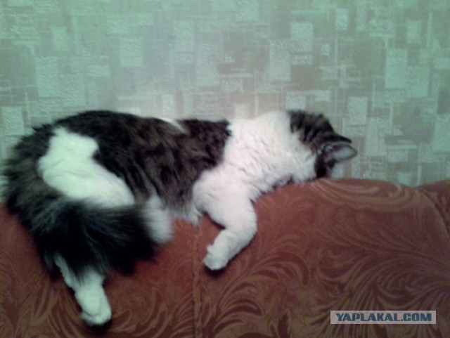 Котовторник 26.11.2013