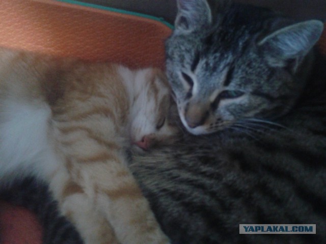 Котовторник 4.02.2014