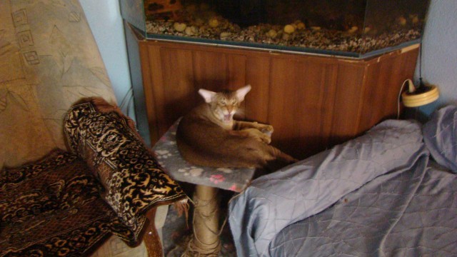 Котовторник 04.03.2014