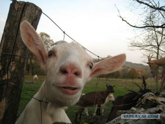 Весёлые картинки. Разбавим будни