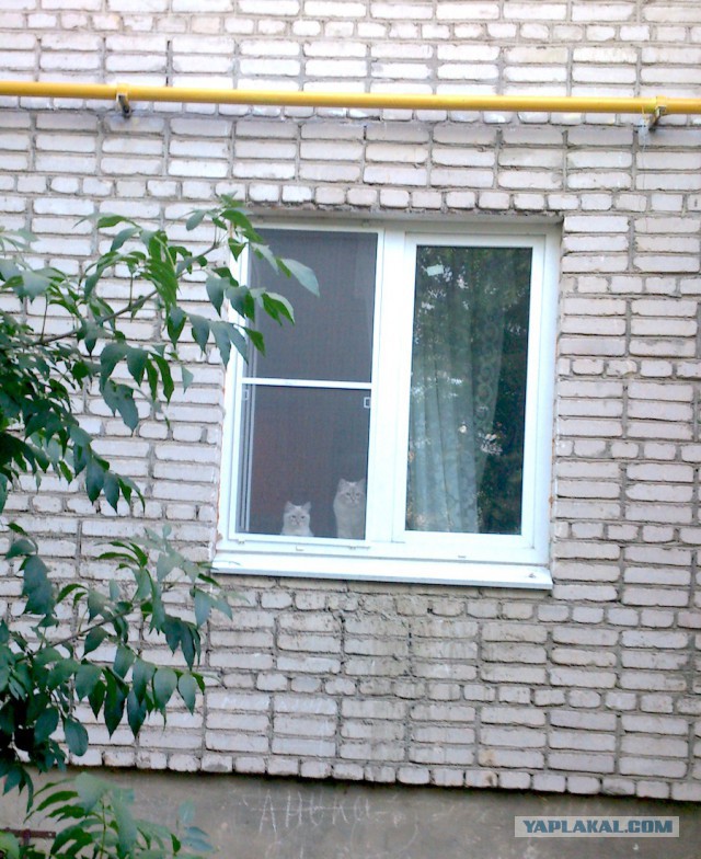 Котовторник 19.08.2014