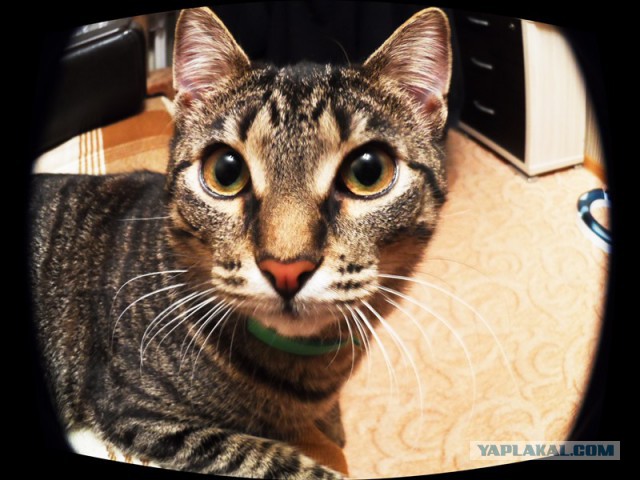 Котовторник 09.09.2014