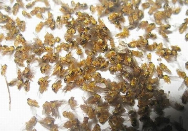 Что это за кучка?