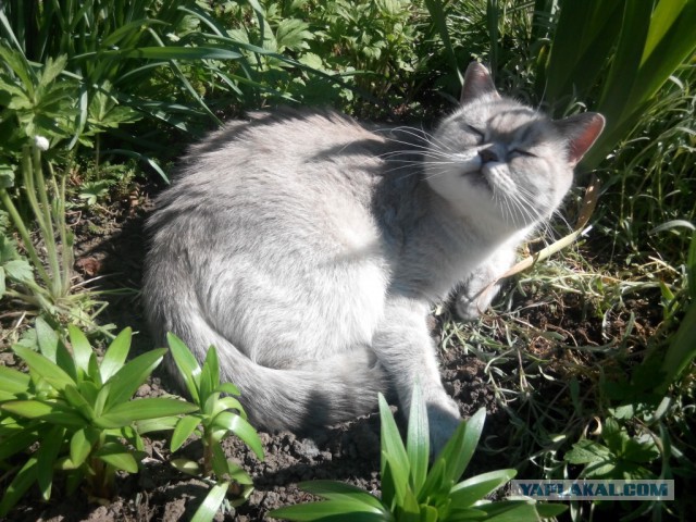 Котовторник 2.12.14