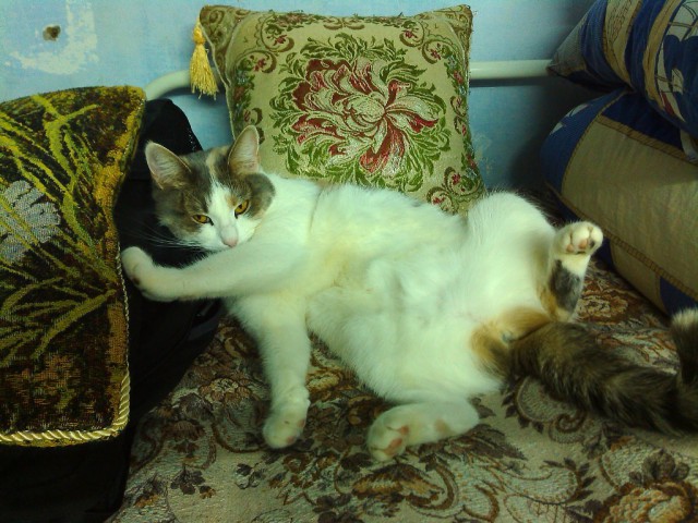 Котовторник 20.01.2015