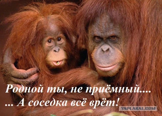 Родители и их дети (почти) как две капли воды