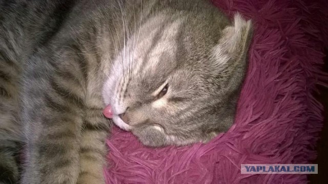 Котовторник