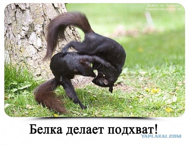 Прикольные фото и картинки