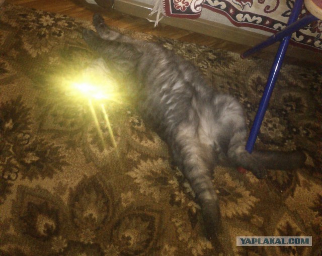 Котовторник 20.10.2015