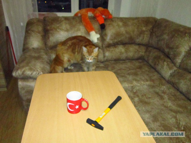 Котовый ответ Турции