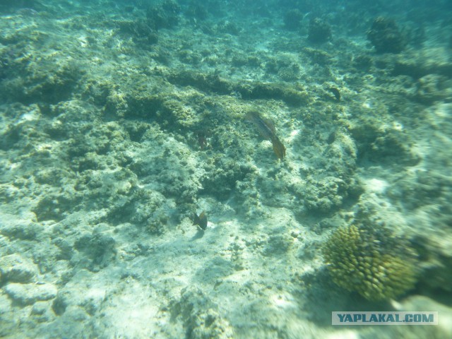 Красное море
