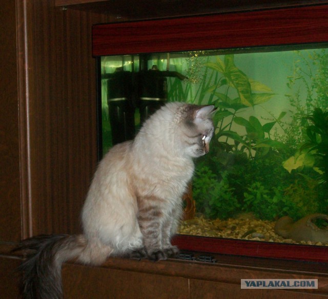 Что любят кушать кошки?
