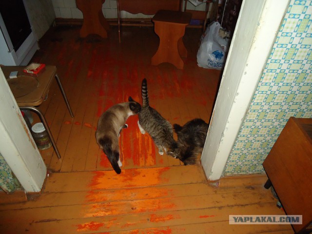 Мой личный котоленд 9