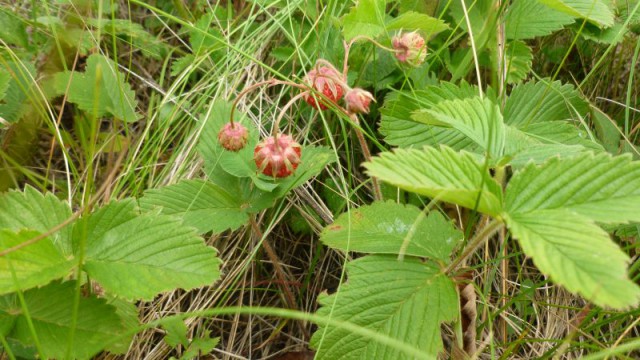 Я узнал, что у меня есть огромная семья