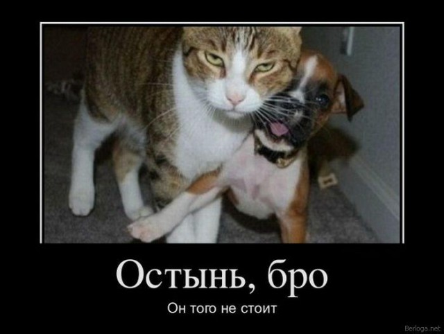 Демы к котовторнику!