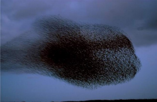 Бешеные скворцы