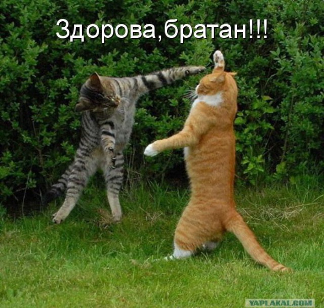 10 брутальных уличных котов