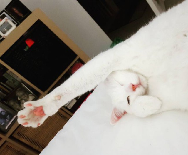 Коты из сети