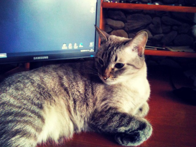 Котовторник 14.03.2017