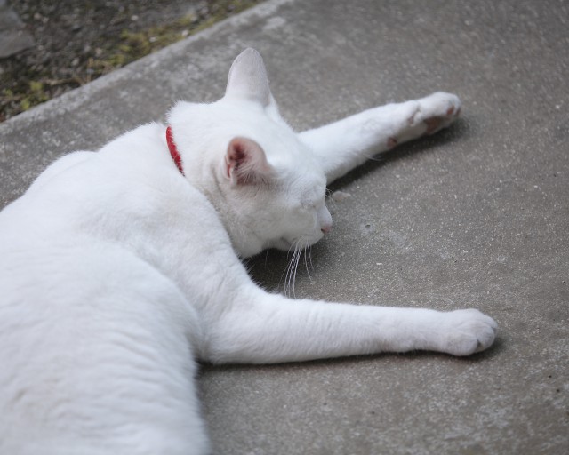 Коты и Кошки