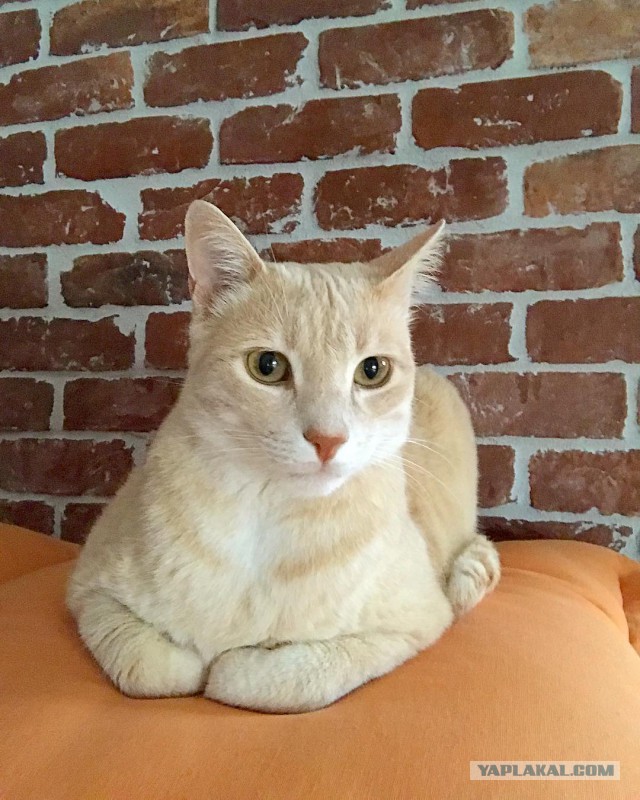 Котовторник 11.07.2017