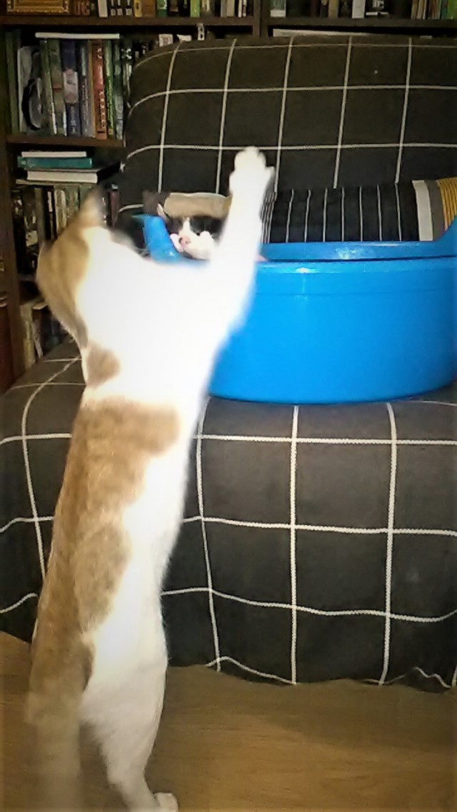 Котовторник 11.07.2017
