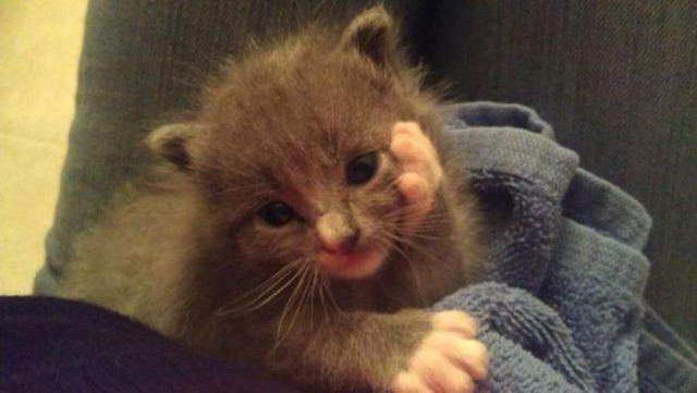 Коты и Кошки