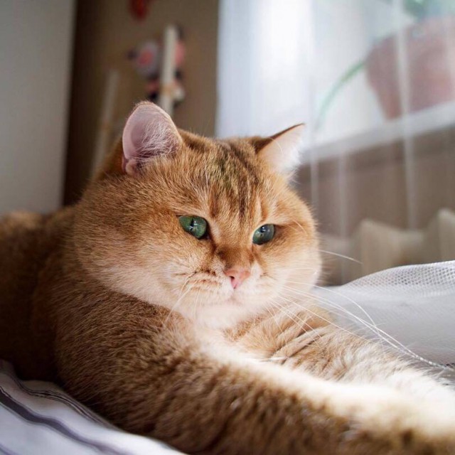 Коты и Кошки