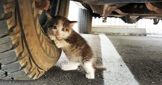 Коты и Кошки