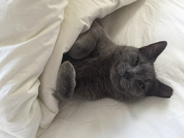 Коты и Кошки