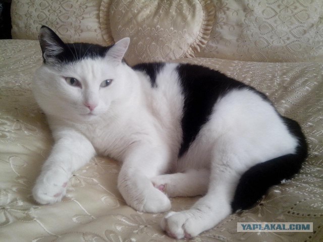 Котовторник  19.12.2017