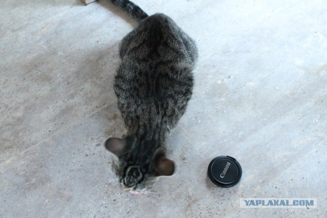 Котовторник  19.12.2017