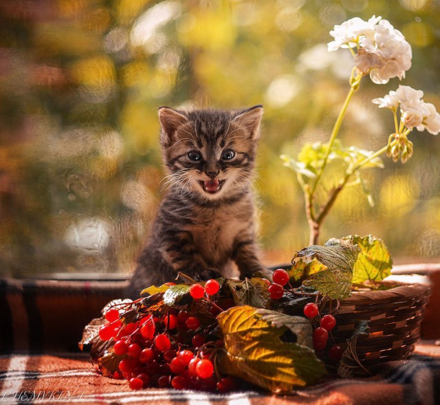 Прикольных котов пост