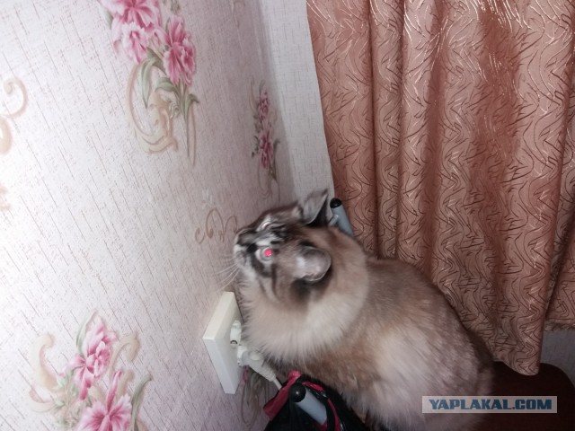 Котовторник 20.02.18